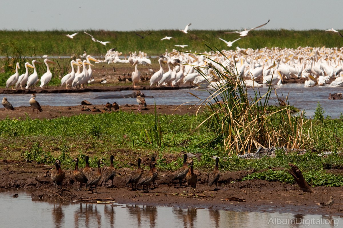Aves en lago Manyara