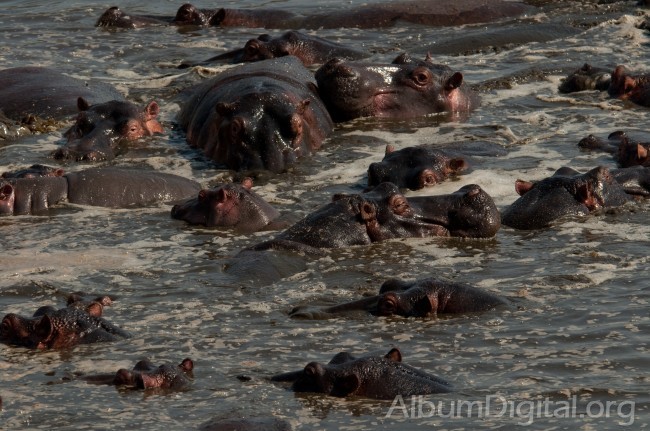 Baño de Hipopotamos
