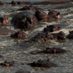 Foto Baño de Hipopotamos