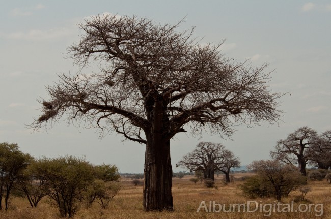 Baobab de Taranguire