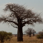 Foto Baobab de Taranguire