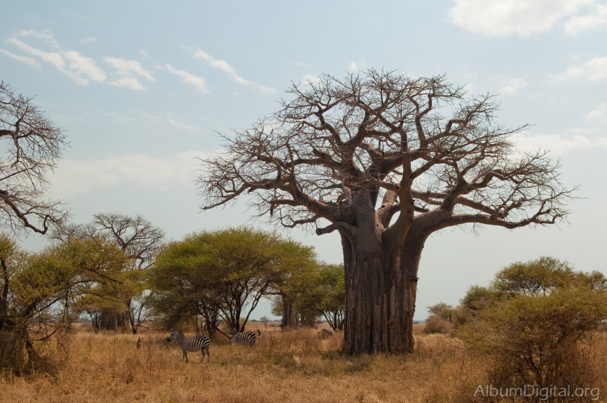 Baobab y acacias