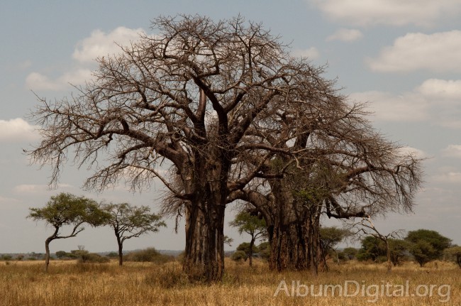 Baobabs de Taranguire