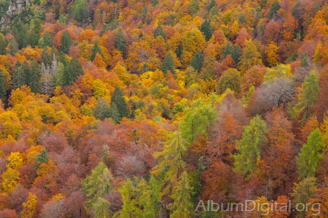 Bosque con colores de otoño