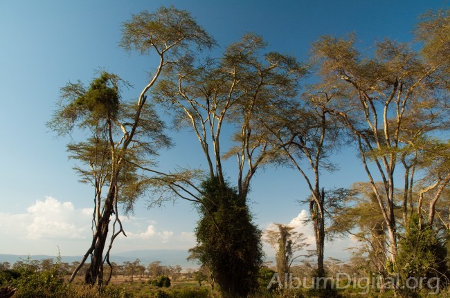 Bosque de acacias africanas