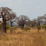 Foto Bosque de baobabs