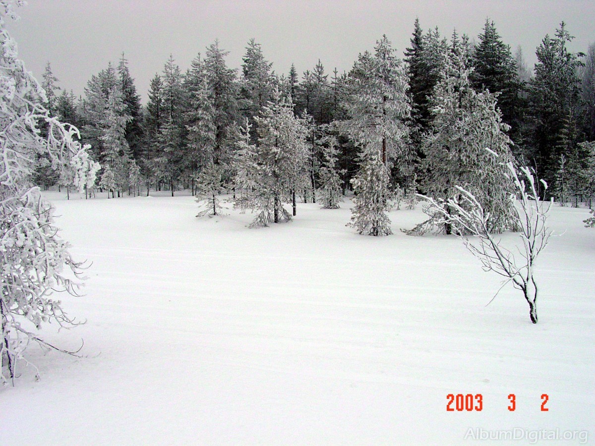 Bosque de Laponia