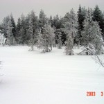 Foto Bosque de Laponia