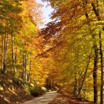Foto Bosque en otoño