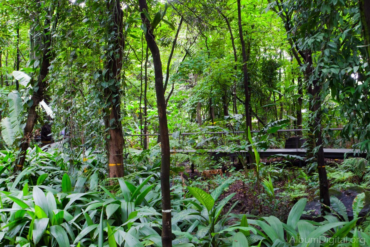 Bosque tropical Colombia