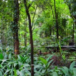 Foto Bosque tropical Colombia