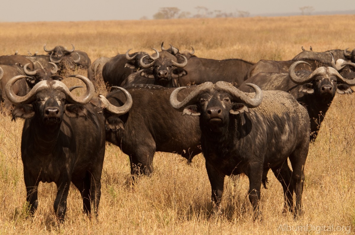 Bufalos africanos
