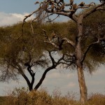Foto Buitres sobre la acacia seca