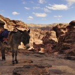 Foto Burro de transpote en Petra