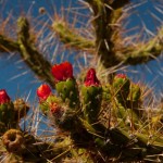 Foto Cactus con flores rojas