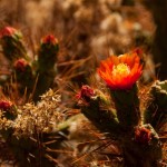 Foto Cactus en flor