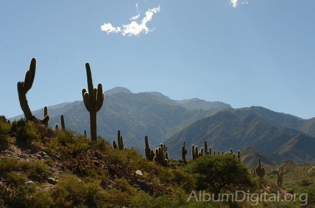 Cactus en Parque Nacional Los Cardones