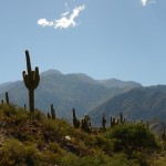 Foto Cactus en Parque Nacional Los Cardones