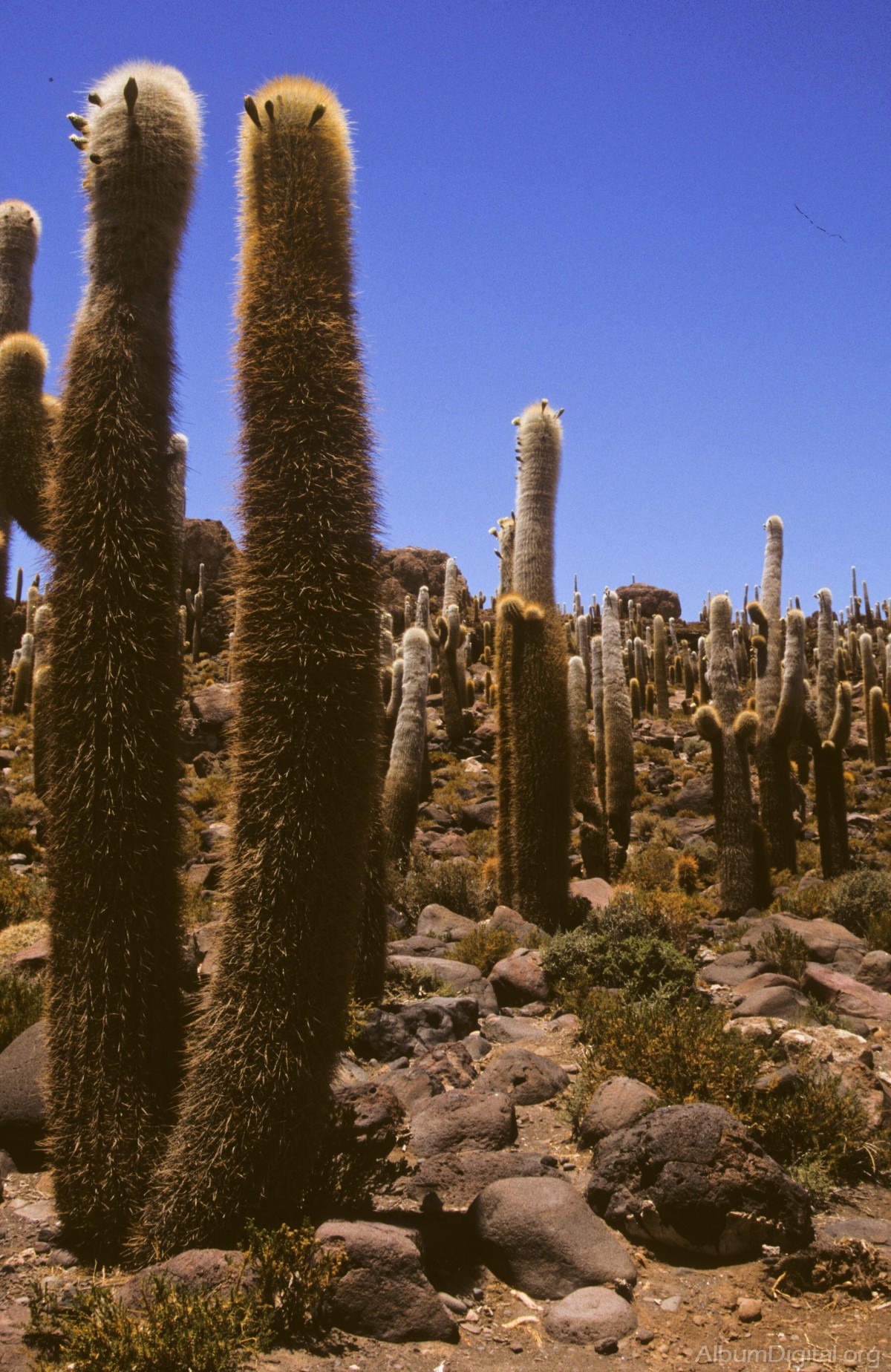 Cactus gigantes