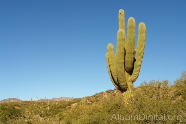 Cactus solitario