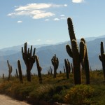 Foto Cactus