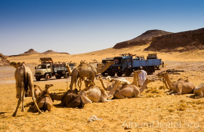 Camellos en el desierto egipcio