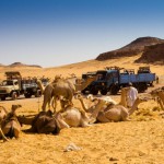Foto Camellos en el desierto egipcio
