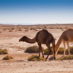 Foto Camellos en el Sahara