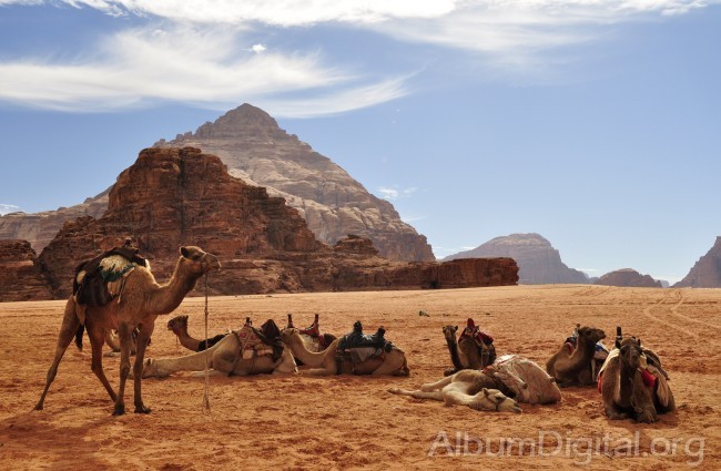 Foto Camellos en Wadi Rum