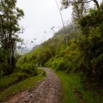 Foto Camino en el palmeral del Cocora