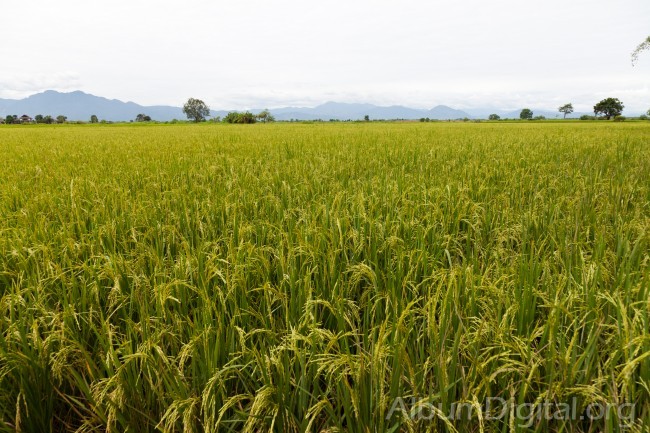 Campo de arroz