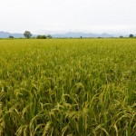 Foto Campo de arroz