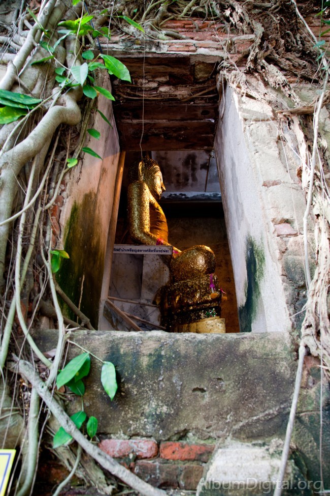 Capilla de Buda en el arbol