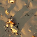 Foto Caracolas en la playa tropical