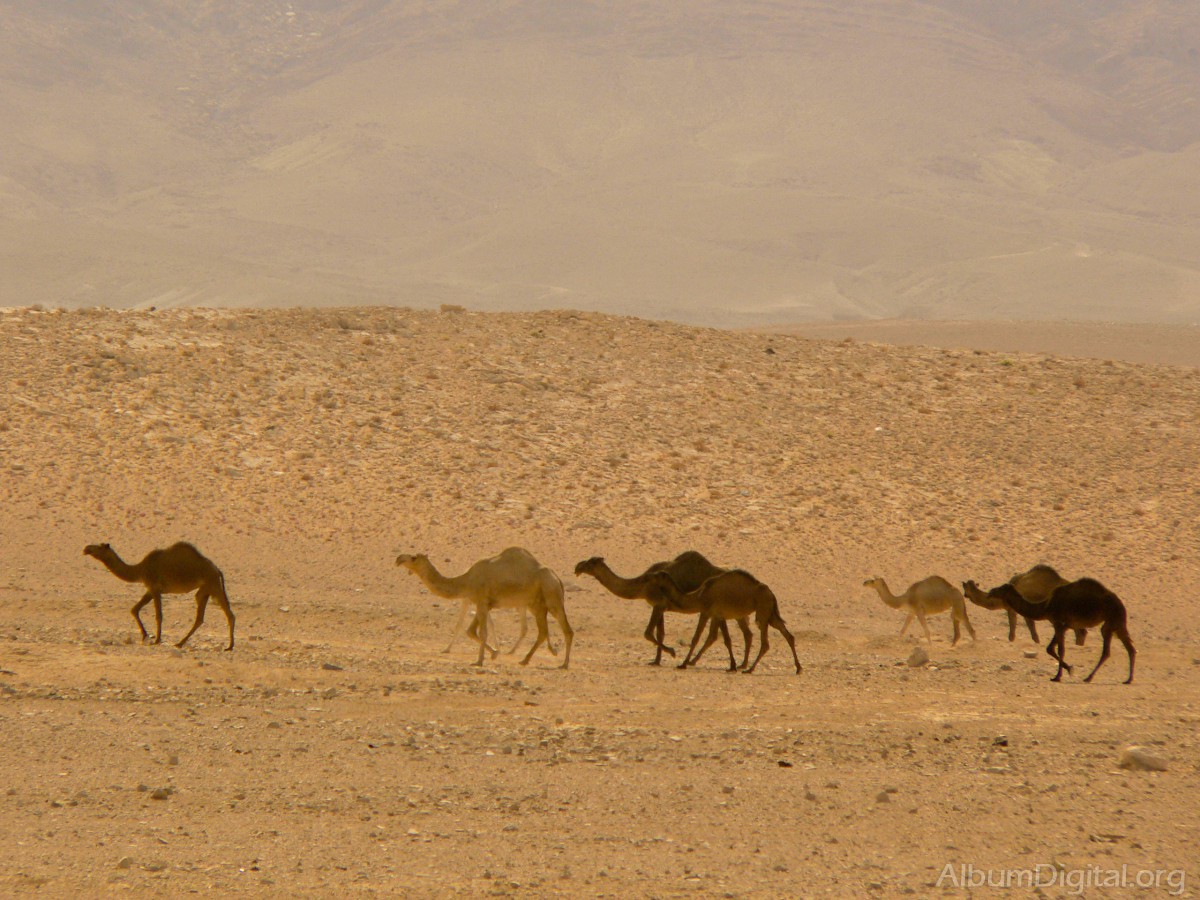 Caravana de camellos en Siria