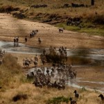 Foto Cebras en el cauce del rio Taranguire