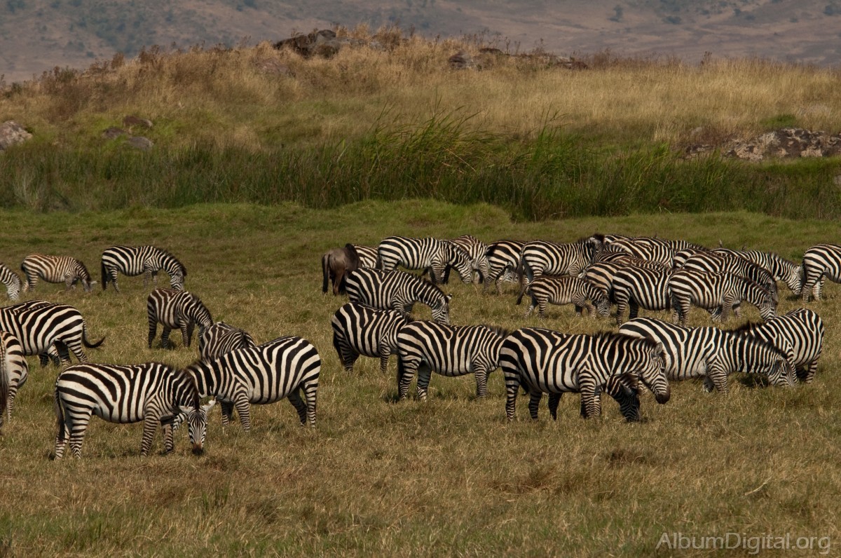 Cebras en Ngorongoro