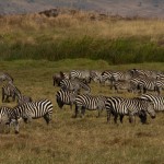 Foto Cebras en Ngorongoro