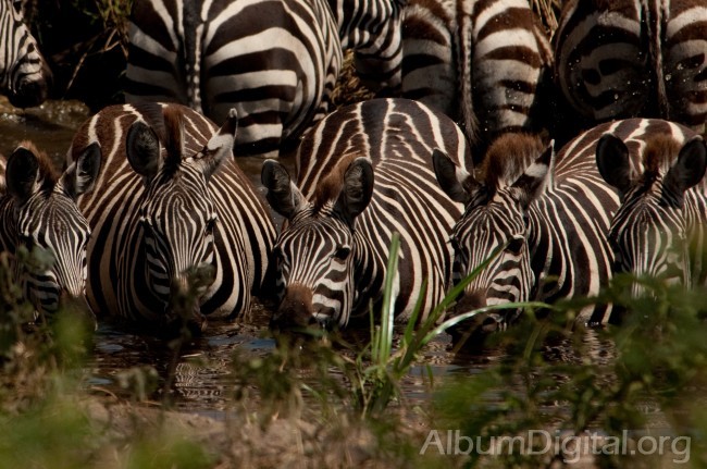 Cebras en Serengueti