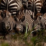 Foto Cebras en Serengueti