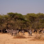 Foto Cebras y ñus bajo las acacias