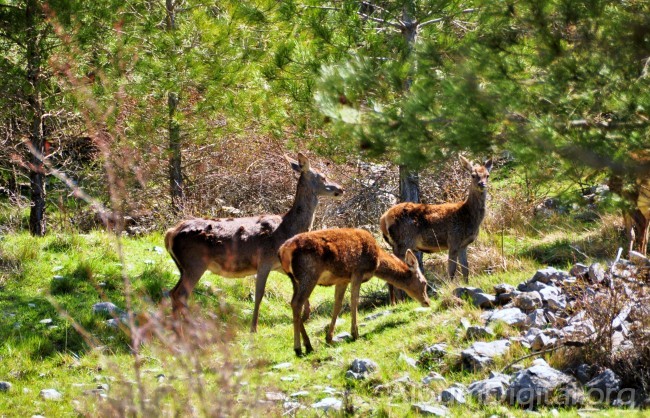 Ciervos en Parque cinegetico Cazorla