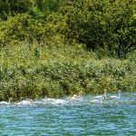 Foto Cisnes en el lago