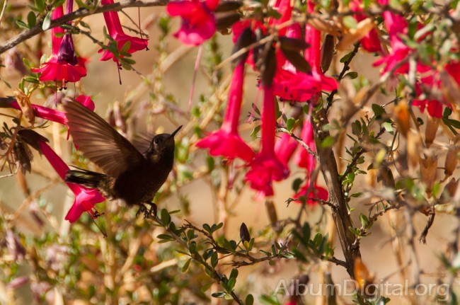 Colibri en la flor