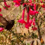 Foto Colibri en la flor