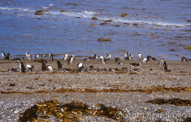 Colonia de pinguinos magallanicos