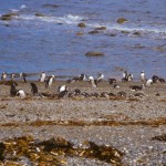 Foto Colonia de pinguinos magallanicos