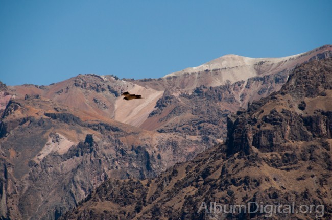 Condor en Caon del Colca Peru