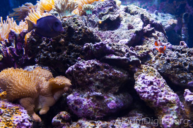 Corales del acuario