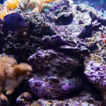 Foto Corales del acuario